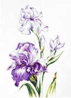 B2251 Ириси